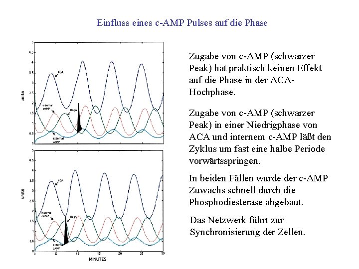 Einfluss eines c AMP Pulses auf die Phase Zugabe von c AMP (schwarzer Peak)