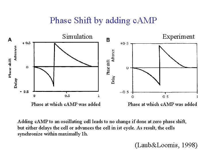 Phase Shift by adding c. AMP Simulation Phase at which c. AMP was added