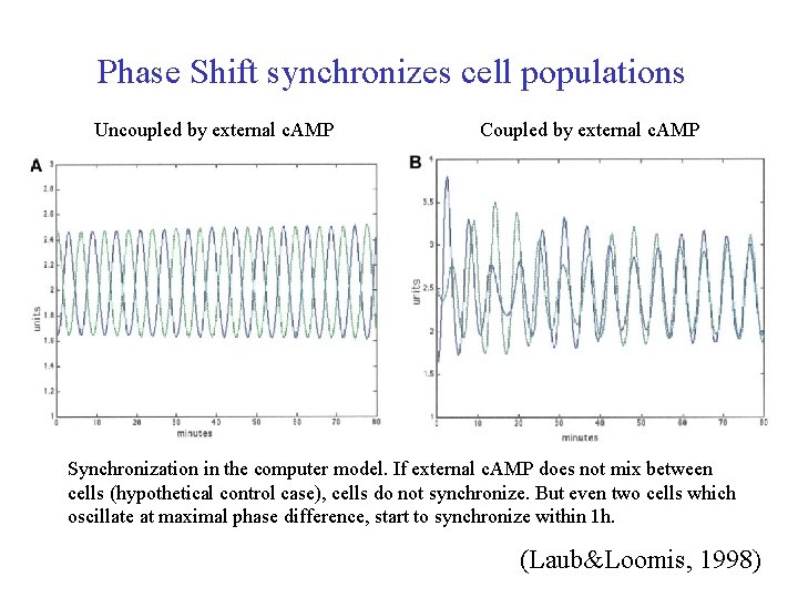 Phase Shift synchronizes cell populations Uncoupled by external c. AMP Coupled by external c.