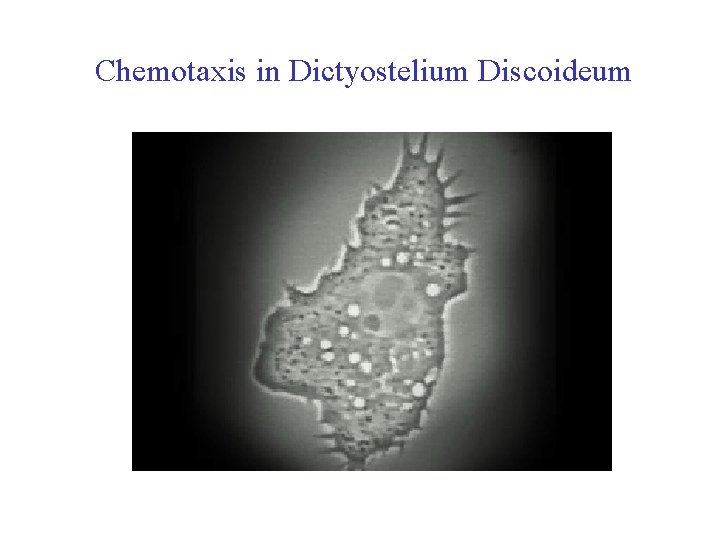  Chemotaxis in Dictyostelium Discoideum 