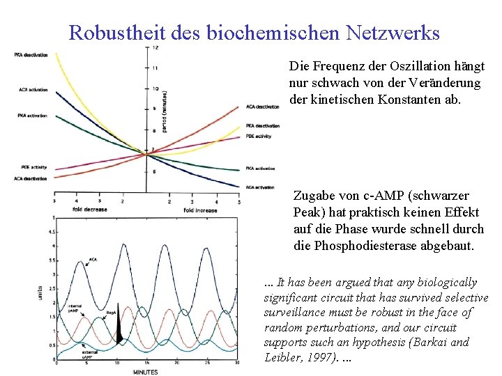 Robustheit des biochemischen Netzwerks Die Frequenz der Oszillation hängt nur schwach von der Veränderung