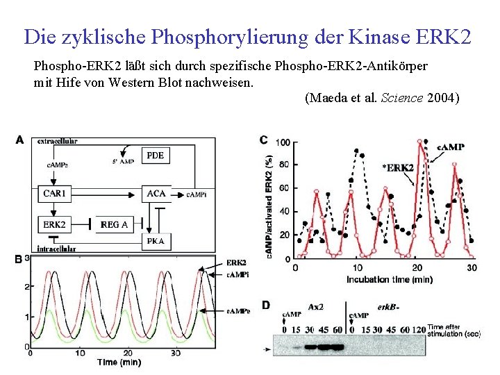 Die zyklische Phosphorylierung der Kinase ERK 2 Phospho ERK 2 läßt sich durch spezifische