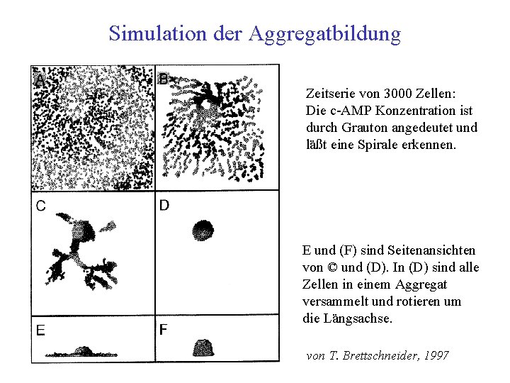 Simulation der Aggregatbildung Zeitserie von 3000 Zellen: Die c AMP Konzentration ist durch Grauton