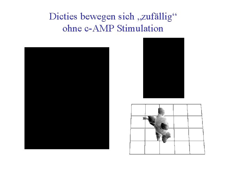 Dicties bewegen sich „zufällig“ ohne c AMP Stimulation 