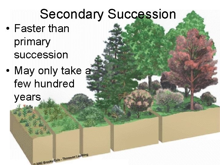 Secondary Succession • Faster than primary succession • May only take a few hundred