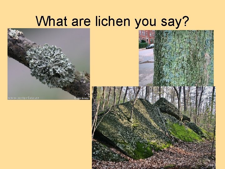 What are lichen you say? 