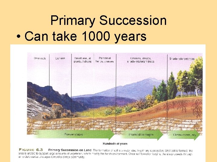 Primary Succession • Can take 1000 years 