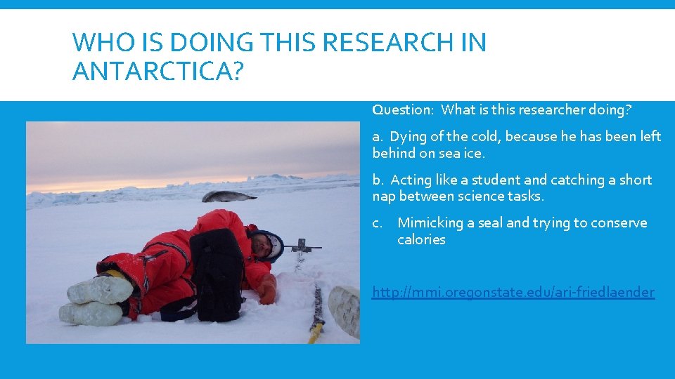 Humpback Whale Tal Doorbell Rnger