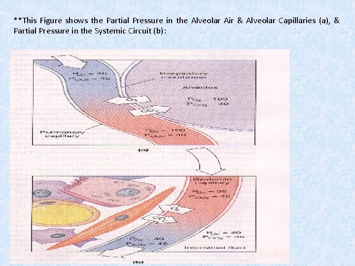 **This Figure shows the Partial Pressure in the Alveolar Air & Alveolar Capillaries (a),