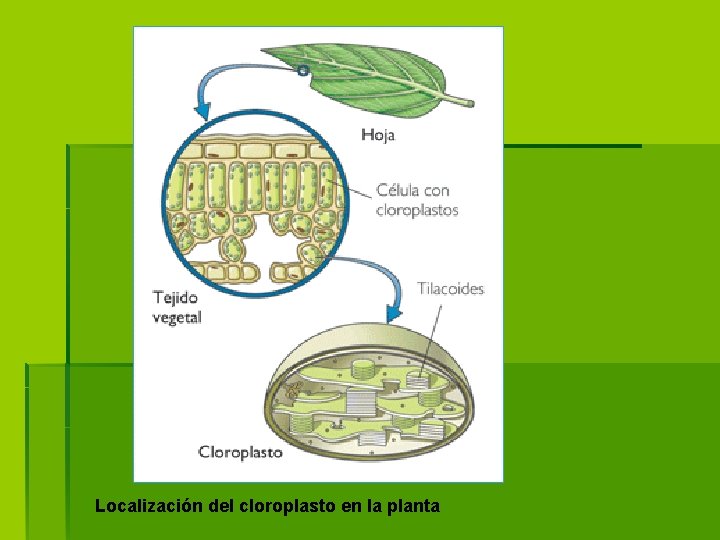 Localización del cloroplasto en la planta 
