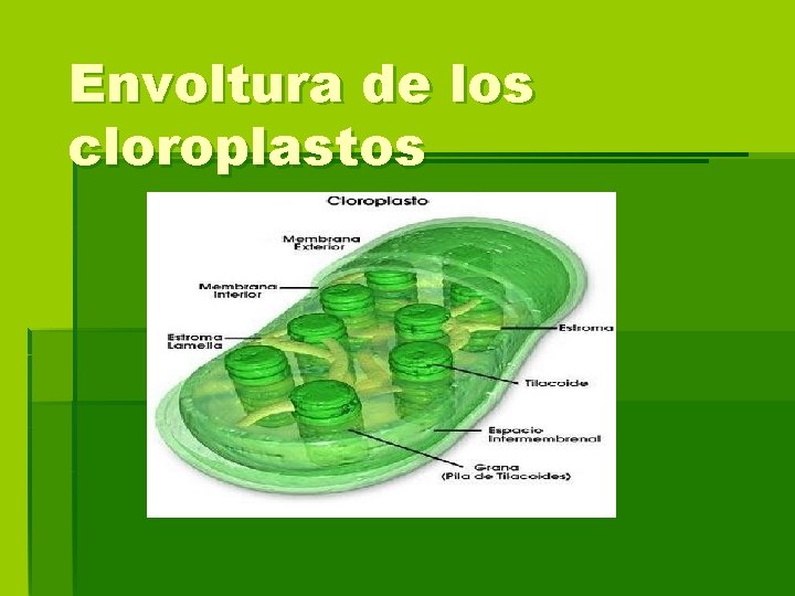 Envoltura de los cloroplastos 