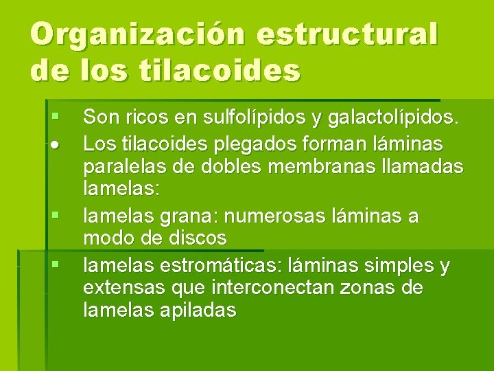 Organización estructural de los tilacoides § § § Son ricos en sulfolípidos y galactolípidos.