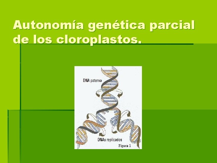 Autonomía genética parcial de los cloroplastos. 