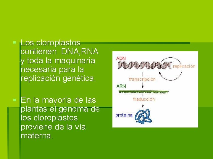 § Los cloroplastos contienen DNA, RNA y toda la maquinaria necesaria para la replicación