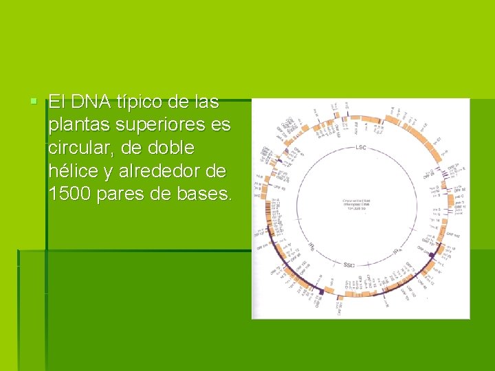 § El DNA típico de las plantas superiores es circular, de doble hélice y