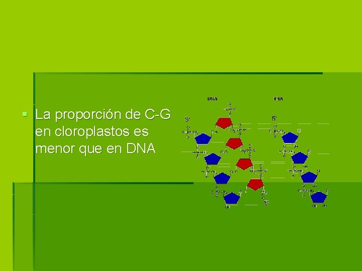 § La proporción de C-G en cloroplastos es menor que en DNA 