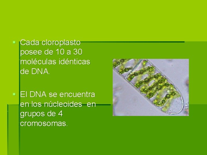 § Cada cloroplasto posee de 10 a 30 moléculas idénticas de DNA. § El