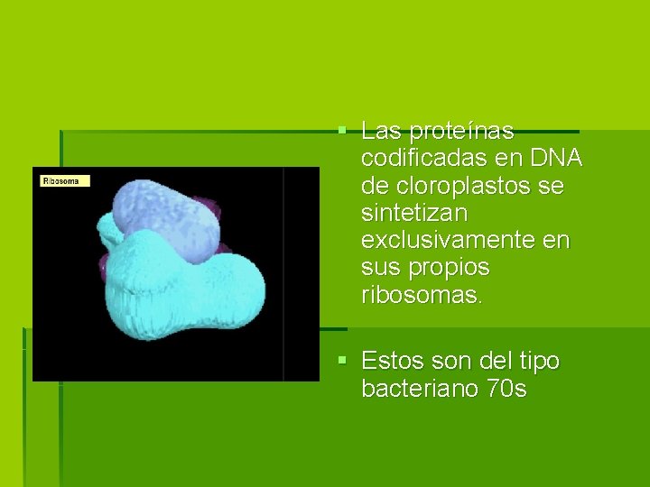 § Las proteínas codificadas en DNA de cloroplastos se sintetizan exclusivamente en sus propios