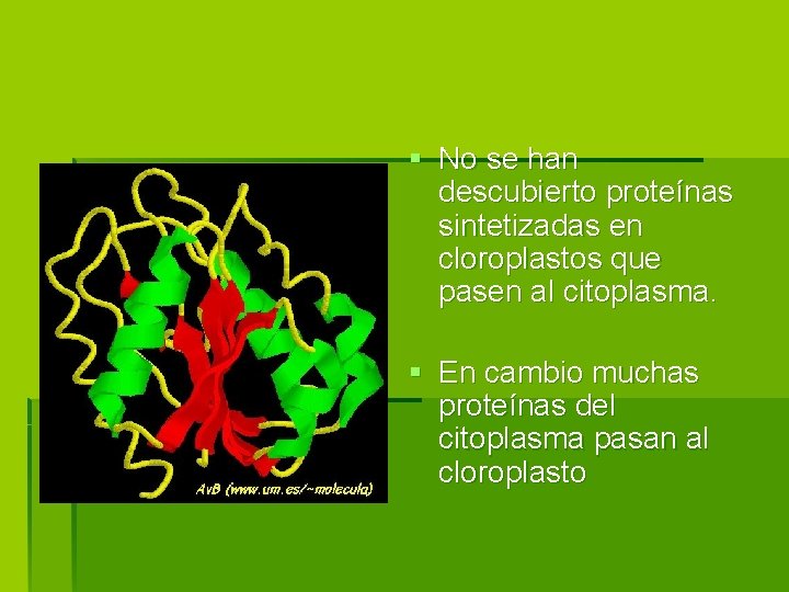 § No se han descubierto proteínas sintetizadas en cloroplastos que pasen al citoplasma. §