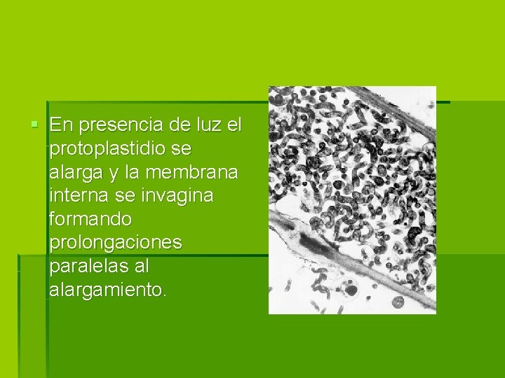 § En presencia de luz el protoplastidio se alarga y la membrana interna se