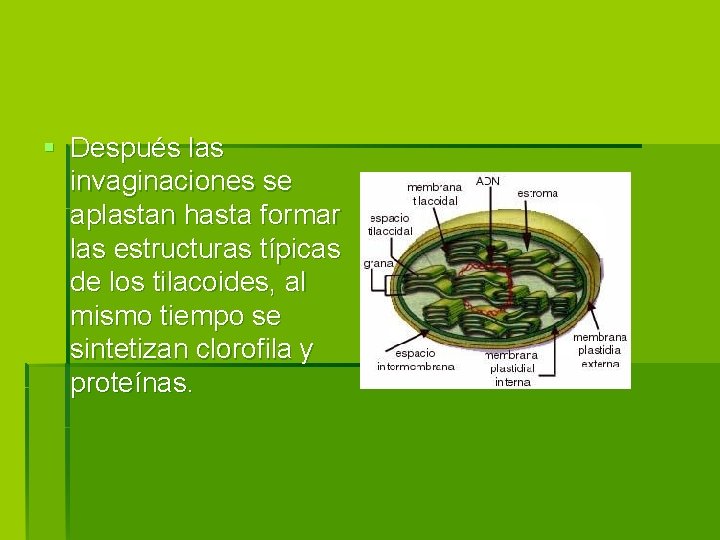 § Después las invaginaciones se aplastan hasta formar las estructuras típicas de los tilacoides,