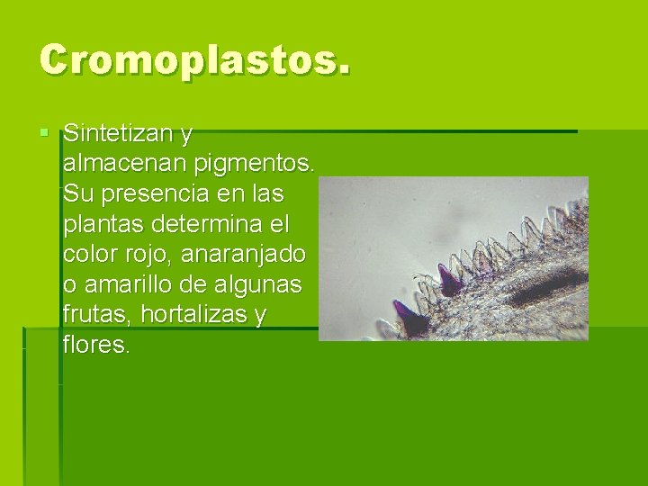 Cromoplastos. § Sintetizan y almacenan pigmentos. Su presencia en las plantas determina el color