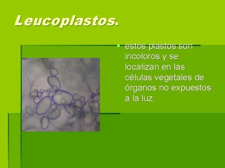 Leucoplastos. § estos plastos son incoloros y se localizan en las células vegetales de