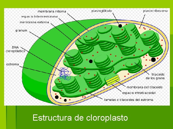 Estructura de cloroplasto 