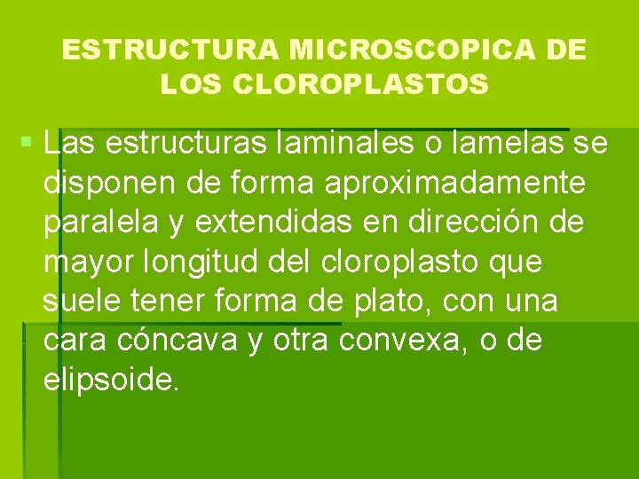 ESTRUCTURA MICROSCOPICA DE LOS CLOROPLASTOS § Las estructuras laminales o lamelas se disponen de