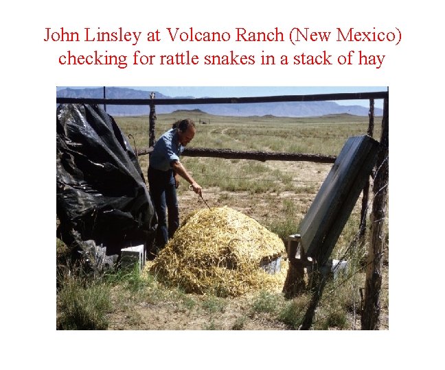John Linsley at Volcano Ranch (New Mexico) checking for rattle snakes in a stack