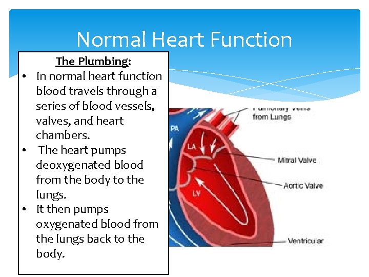 Normal Heart Function The Plumbing: • In normal heart function blood travels through a
