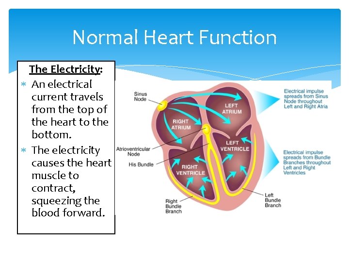 Normal Heart Function The Electricity: An electrical current travels from the top of the