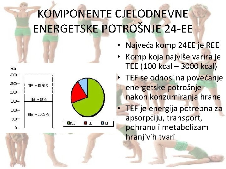 KOMPONENTE CJELODNEVNE ENERGETSKE POTROŠNJE 24 -EE • Najveća komp 24 EE je REE •