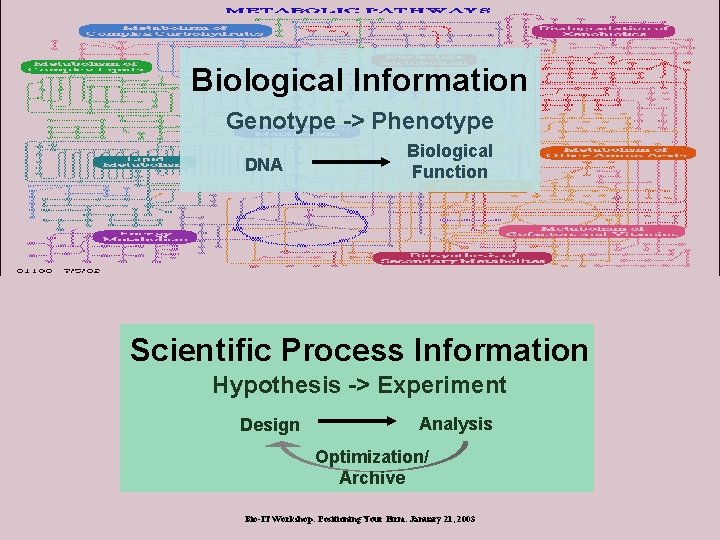 Biological Information Genotype -> Phenotype DNA Biological Function Scientific Process Information Hypothesis -> Experiment