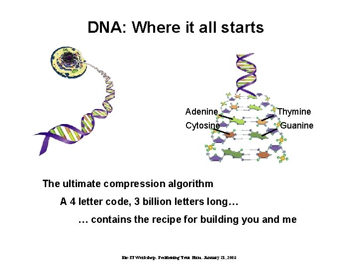 DNA: Where it all starts Adenine Thymine Cytosine Guanine The ultimate compression algorithm A