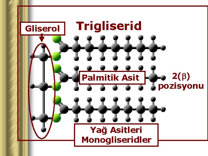 Gliserol Trigliserid Palmitik Asit Yağ Asitleri Monogliseridler 2( ) pozisyonu 