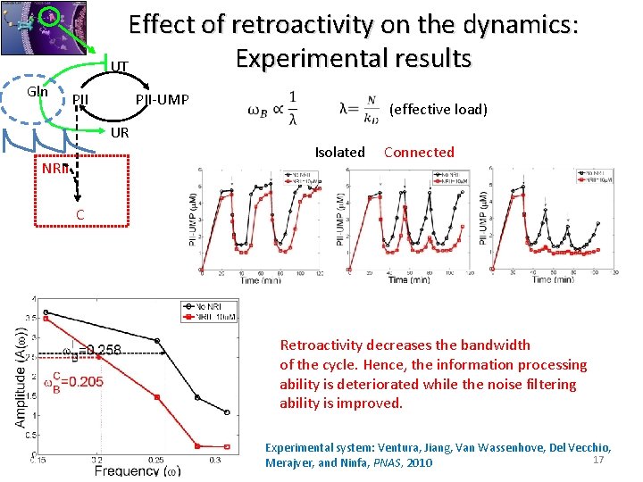 Effect of retroactivity on the dynamics: Experimental results UT Gln PII-UMP (effective load) UR