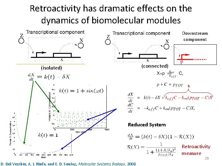 Retroactivity has dramatic effects on the dynamics of biomolecular modules Downstream component (connected) (isolated)