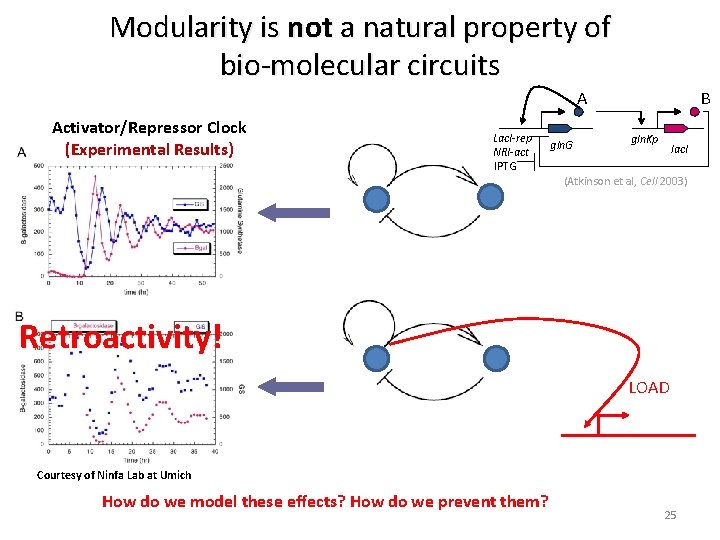 Modularity is not a natural property of bio-molecular circuits A Activator/Repressor Clock (Experimental Results)