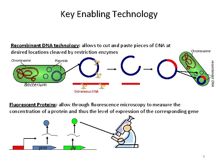 Key Enabling Technology Recombinant DNA technology: allows to cut and paste pieces of DNA