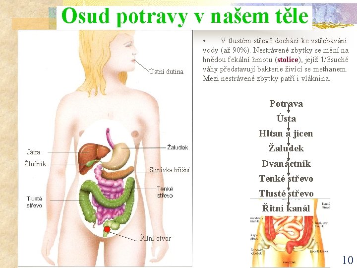 Osud potravy v našem těle Ústní dutina • V tlustém střevě dochází ke vstřebávání