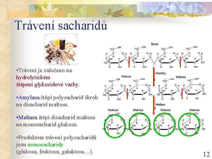 Trávení sacharidů • Trávení je založeno na hydrolytickém štěpení glykosidové vazby. • Amylasa štěpí