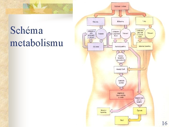 Schéma metabolismu 16 