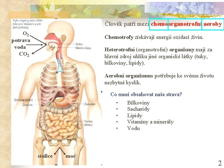 Člověk patří mezi chemoorganotrofní aeroby O 2 potrava voda CO 2 Chemotrofy získávají energii