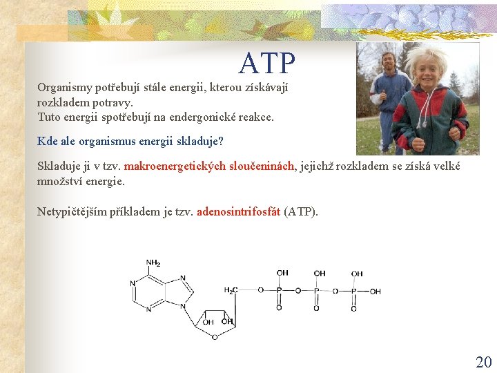 ATP Organismy potřebují stále energii, kterou získávají rozkladem potravy. Tuto energii spotřebují na endergonické