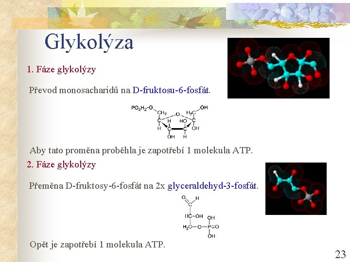 Glykolýza 1. Fáze glykolýzy Převod monosacharidů na D-fruktosu-6 -fosfát. Aby tato proměna proběhla je