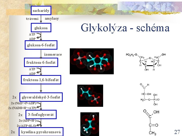 sacharidy trávení amylasy glukosa ATP ADP Glykolýza - schéma glukosa-6 -fosfát izomerace fruktosa-6 -fosfát