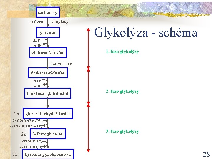 sacharidy trávení amylasy glukosa ATP ADP glukosa-6 -fosfát Glykolýza - schéma 1. fáze glykolýzy