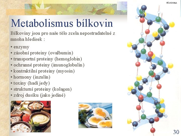 Metabolismus bílkovin Bílkoviny jsou pro naše tělo zcela nepostradatelné z mnoha hledisek : •