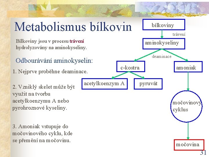 Metabolismus bílkovin Bílkoviny jsou v procesu trávení hydrolyzovány na aminokyseliny. Odbourávání aminokyselin: 1. Nejprve